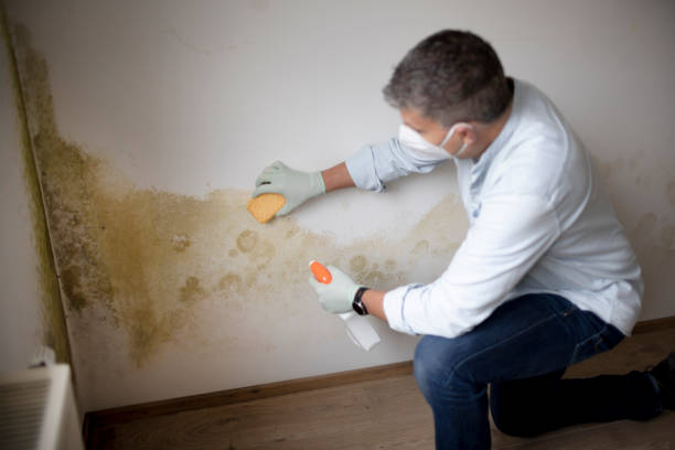 Best Mold Remediation for Healthcare Facilities  in Swartz Creek, MI